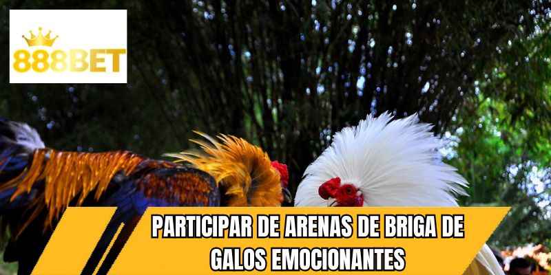 Participar de arenas de briga de galos emocionantes